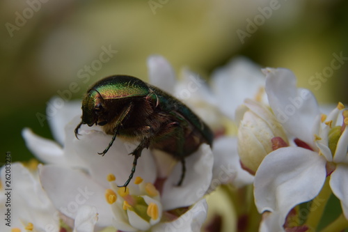 Insecte du jardin Cétoine verte photo