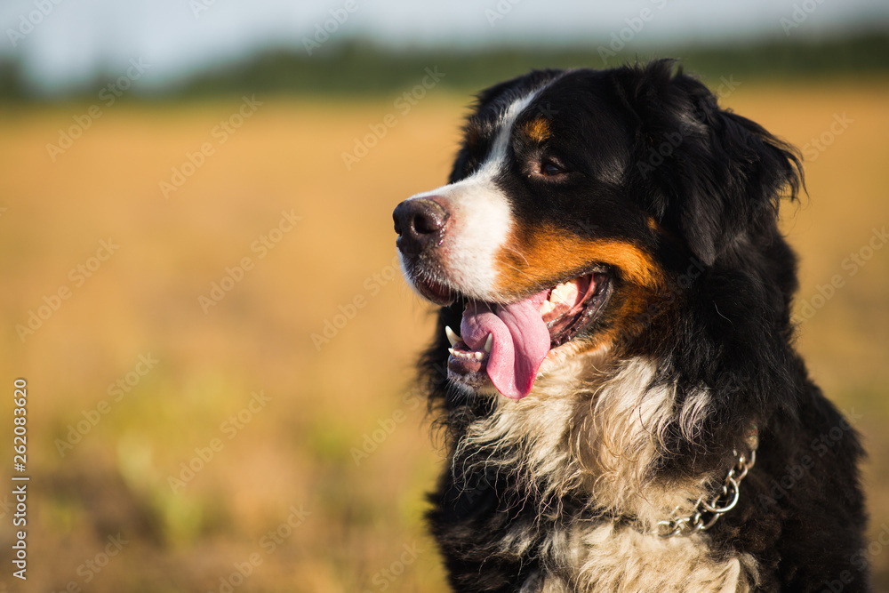 Bernese mountain dog in the yellow field and blue sky. Bernese mountain dog in the yellow field and blue sky.