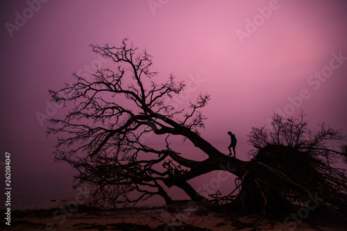 Bekah Herndon explores an old toppled live oak tree in the shallow waters of Roanoke Sound at sunset on the western edge of the Nags Head Woods Preserve near the dead end on the southern stretch of the Old Nags Head Woods Road.  The setting sun illuminated the low hanging clouds providing a shifting kaleidoscope of colors as a backdrop. photo