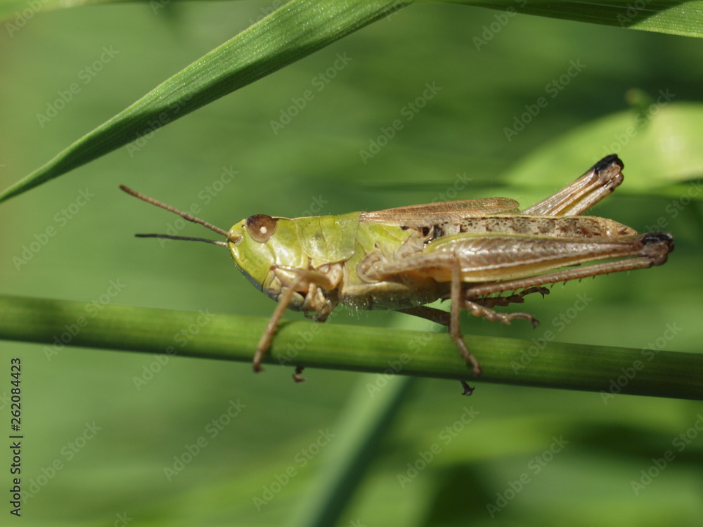 Macro of a green grasshopper balancing on a blade of grass Macro of a green grasshopper balancing on a blade of grass