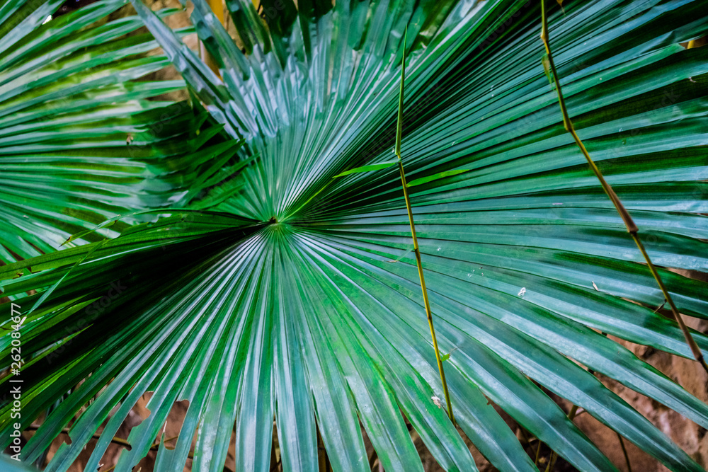 Obraz premium Big leaf of a green tropical palm tree. Greenhouse. Unusual plants. Background or texture.
