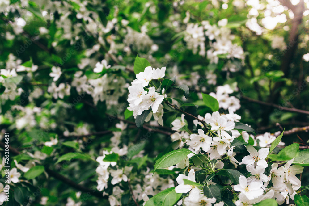 Cherry apple blossoms over blurred nature background. Spring flowers. Spring Background with bokeh. spring blossom Cherry apple blossoms over blurred nature background. Spring flowers. Spring Background with bokeh. spring blossom