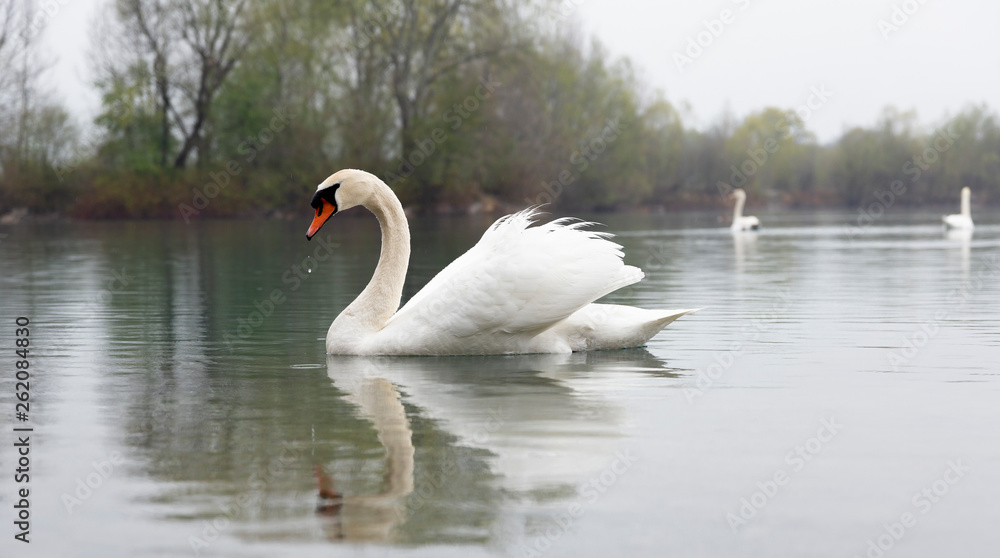 Swan