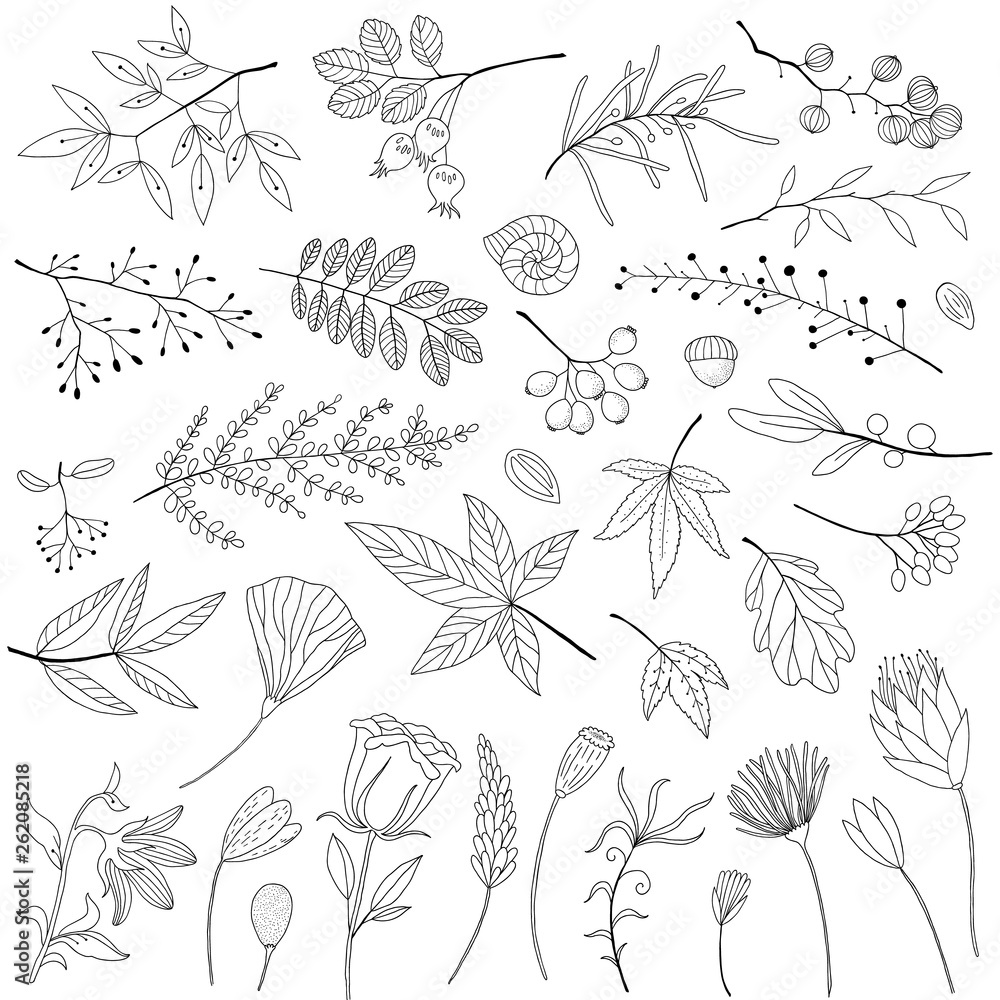 collection of hand-drawn branches and leaves collection of hand-drawn branches and leaves