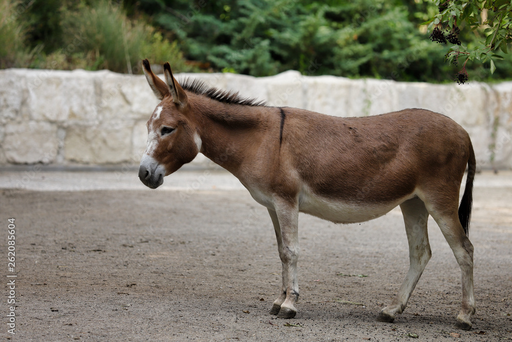 Full body of domestic brown donkey on the farm Full body of domestic brown donkey on the farm