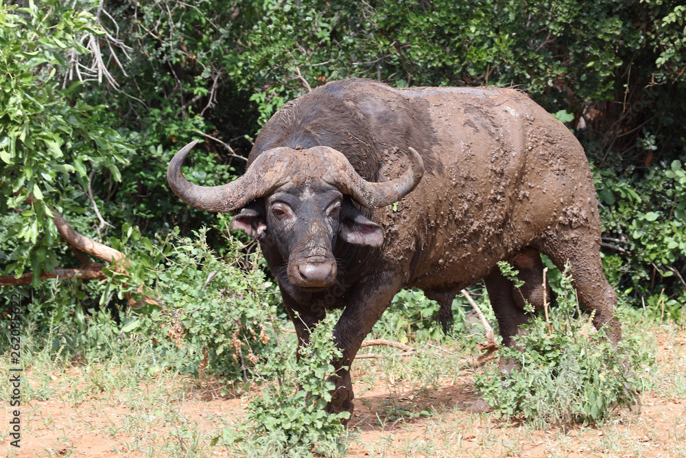 Obraz premium Kaffernbüffel / Buffalo / Syncerus caffer