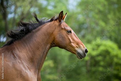 braunes Pferd Warmblut mit viel Vollblut auf der Weide h  bscher muskul  ser Wallach galoppiert   ber eine wiese 