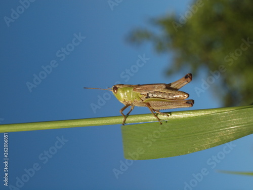 Macro of a green grasshopper balancing on a blade of grass © Stimmungsbilder1