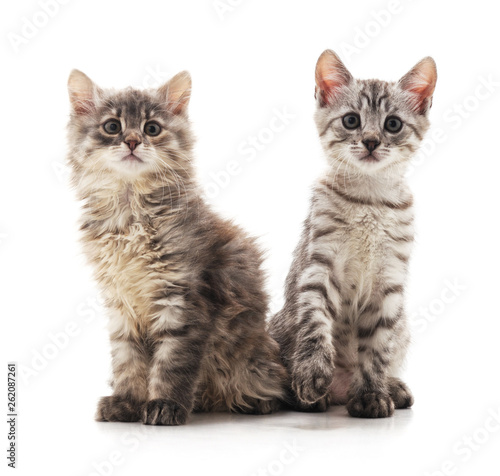 Fototapeta Naklejka Na Ścianę i Meble -  Little gray kittens.