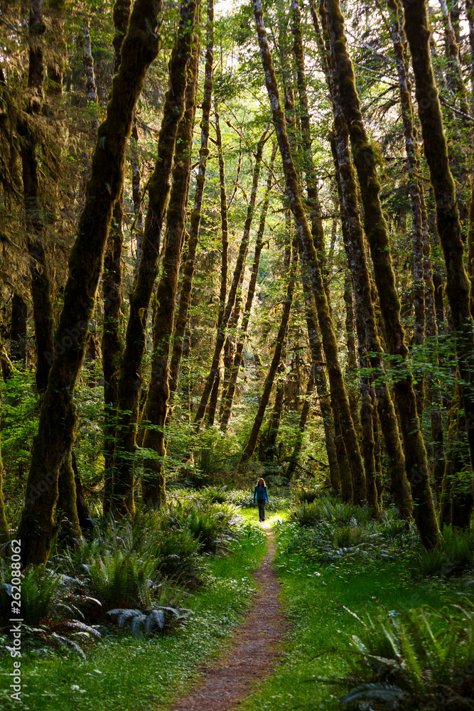 A woman takes in the view of the mossy forests along the lush Bogachiel Rain Forest Trail #825 in the Olympic National Park. A woman takes in the view of the mossy forests along the lush Bogachiel Rain Forest Trail #825 in the Olympic National Park.