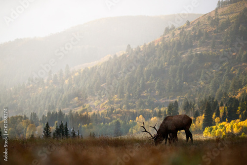 Elk grazing just outside of Telluride, Colorado in the fall, the colorful aspen trees lit up in the distance.