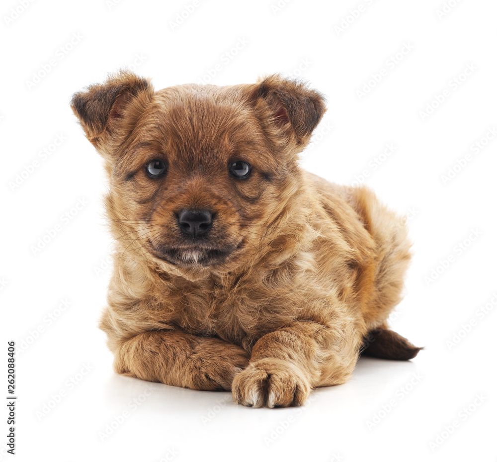 One little dog. One little dog.