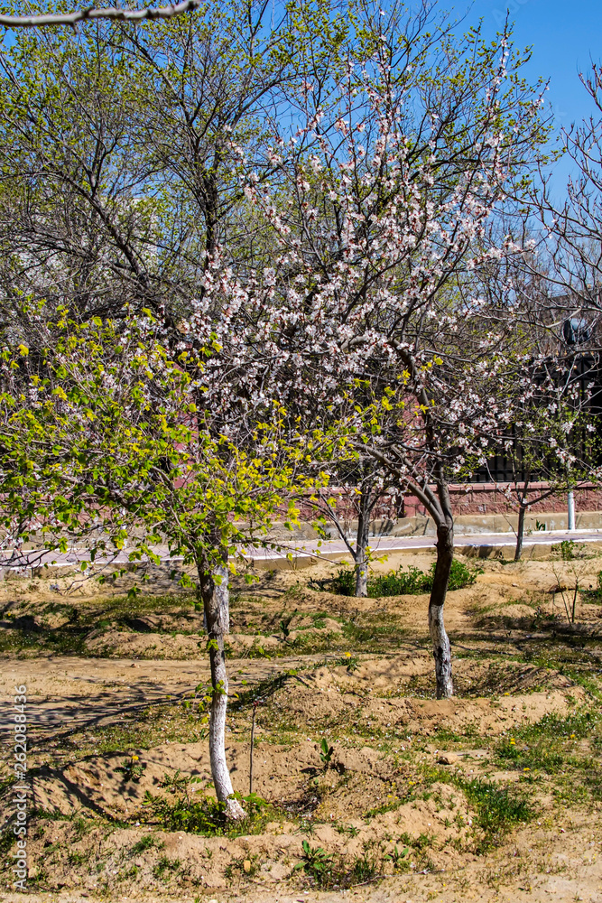 Весна в городе. Карагач и абрикос