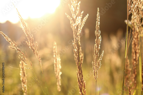 golden grass field at sunset. selective focus