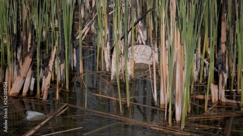 Polluted shallow lake with tires in water among the reeds. Environmental problem. Water pollution. 4k. 60fps