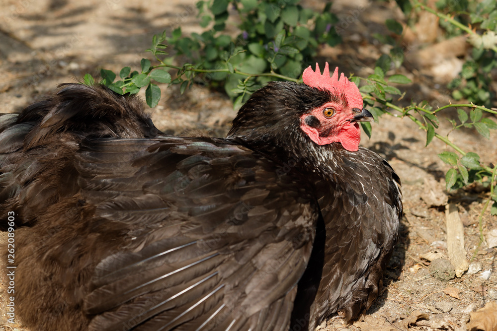 Naklejka premium Portrait of domestic black hen on the farm