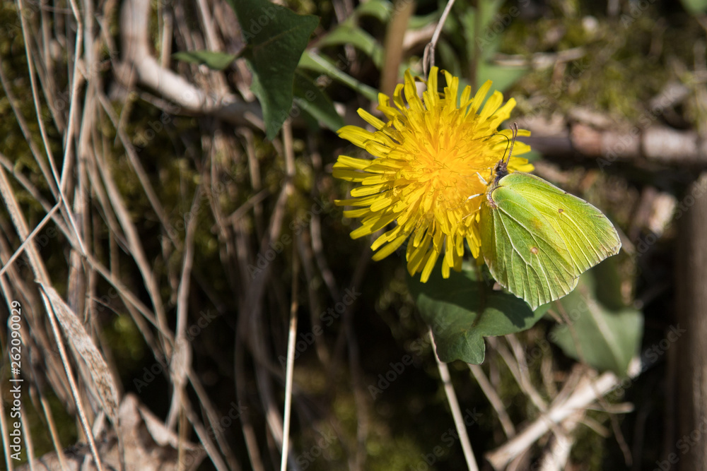 Schmetterling auf einer Blüte vom Löwenzahn Schmetterling auf einer Blüte vom Löwenzahn