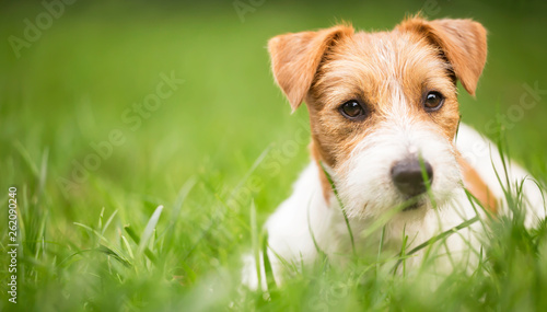 Face of a happy cute jack russell pet dog puppy as lying in the grass, web banner with copy space