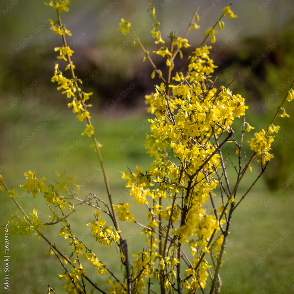 Large blooming forsythia bush blooming in the spring garden Large blooming forsythia bush blooming in the spring garden