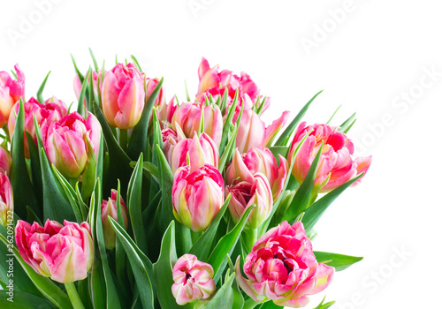Bouquet of tulips flowers