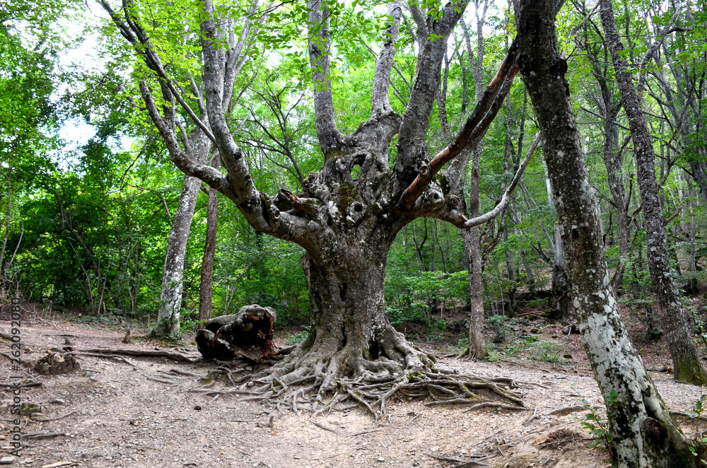 The Koshchei Immortal Tree near the Jur-Jur Waterfall, Crimea, Russia The Koshchei Immortal Tree near the Jur-Jur Waterfall, Crimea, Russia