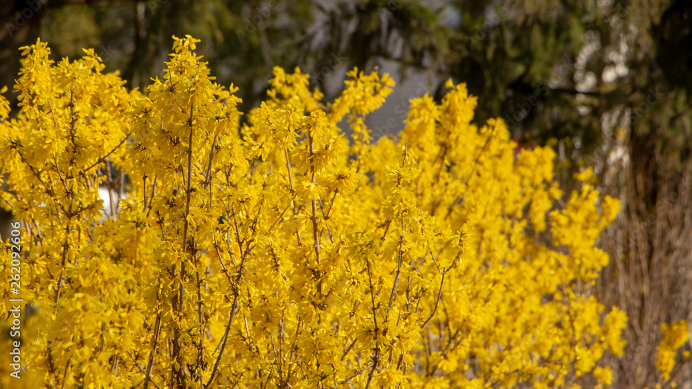 Large blooming forsythia bush blooming in the spring garden Large blooming forsythia bush blooming in the spring garden