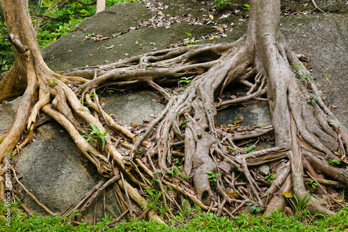 the roots of a perennial tree entwine the stone © Natalia