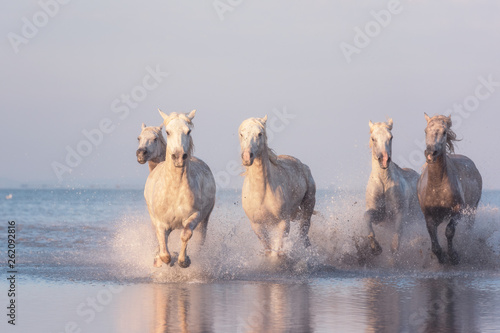 Fototapeta Naklejka Na Ścianę i Meble -  Beautiful white horses run gallop in the water at soft sunset light, National park Camargue, Bouches-du-rhone department, Provence - Alpes - Cote d'Azur region, south France