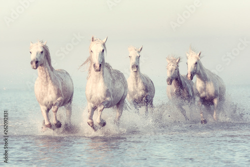 Beautiful white horses run gallop in the water at soft sunset light, vintage image, National park Camargue, Bouches-du-rhone department, Provence - Alpes - Cote d'Azur region, south France