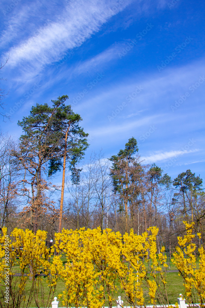 Large blooming forsythia bush blooming in the spring garden Large blooming forsythia bush blooming in the spring garden