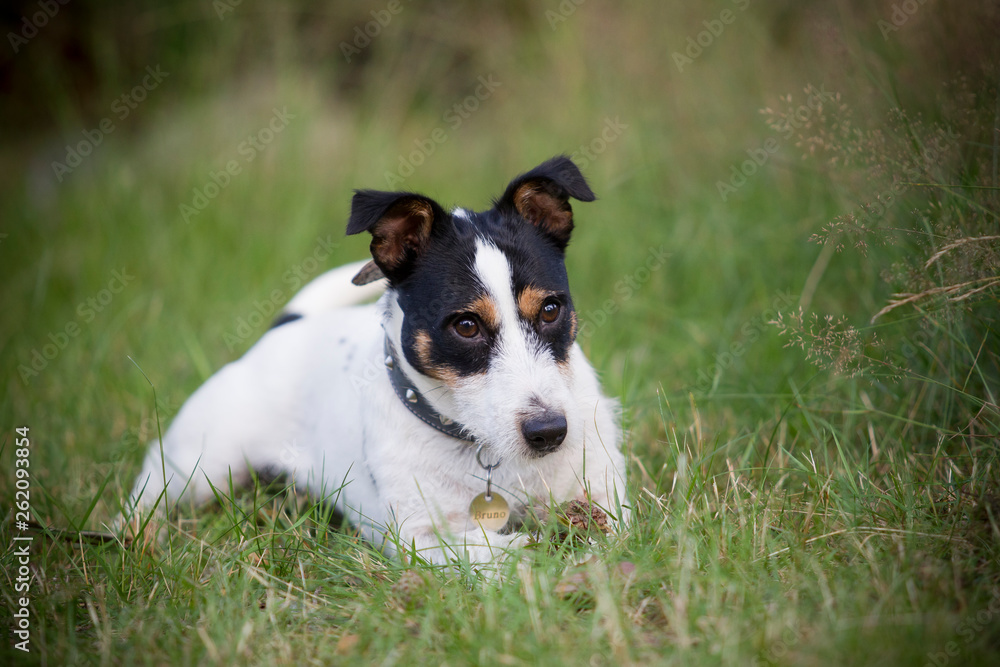 Jack Russel Rüde