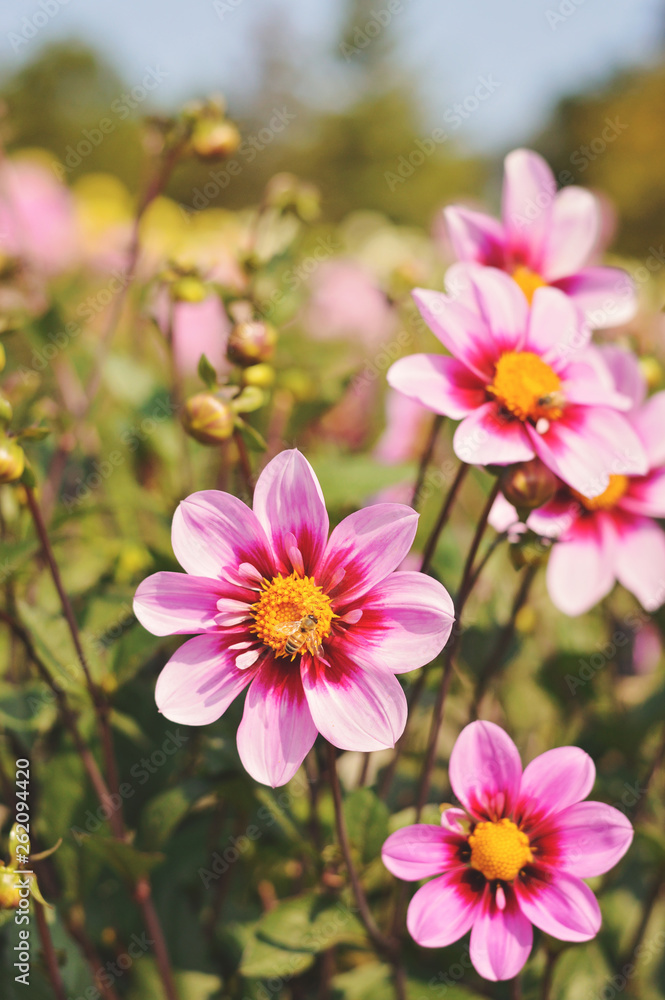 Obraz premium Dahlias