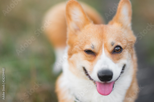 Photo Happy welsh corgi pembroke dog smiling and winking portrait