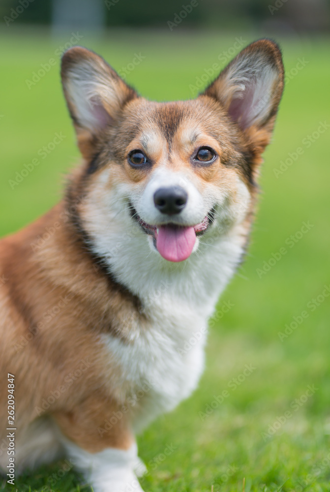Welsh corgi pembroke dog portrait smiling to the camera , sable color Welsh corgi pembroke dog portrait smiling to the camera , sable color