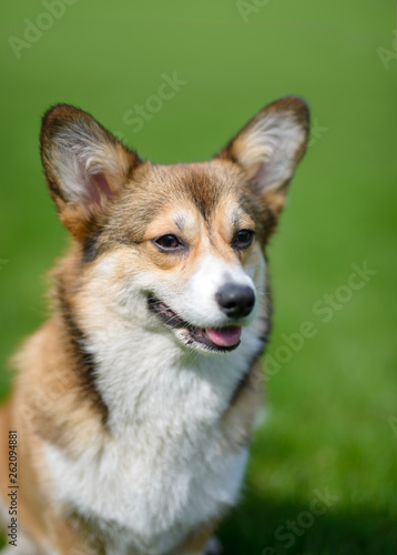 Welsh corgi pembroke dog portrait smiling to the camera , sable color © Justyna