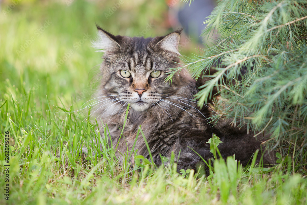 Katze hübsche Norwegische Waldkatze sitzt im Gras und lauert