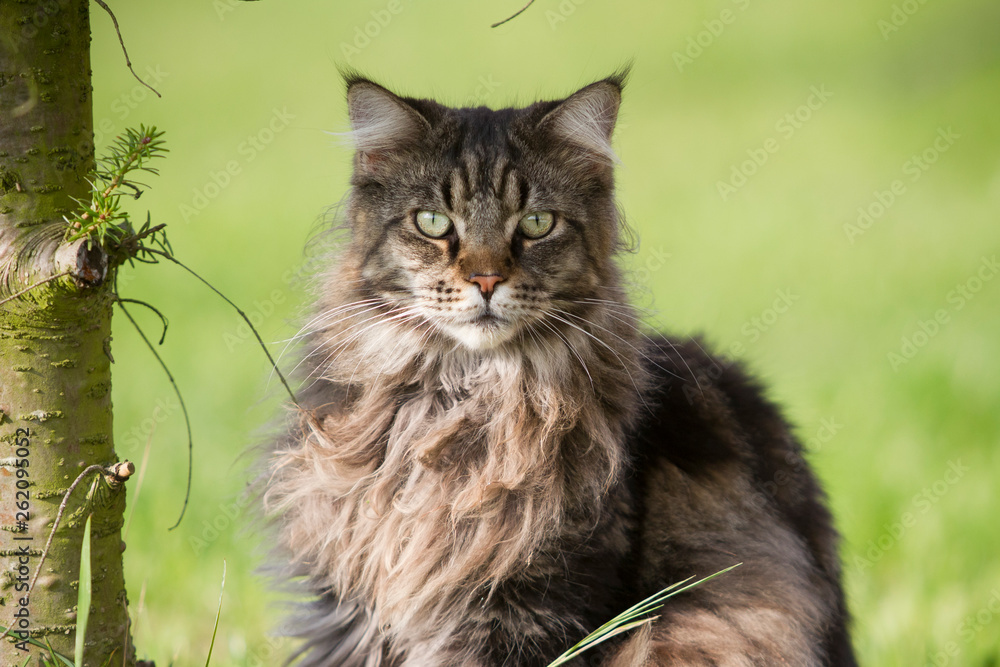  Katze Rassekatze Norwegische Waldkatze im Wald oder Garten intensiver Blick