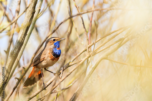 Bluethroat sits among spring willow bushes