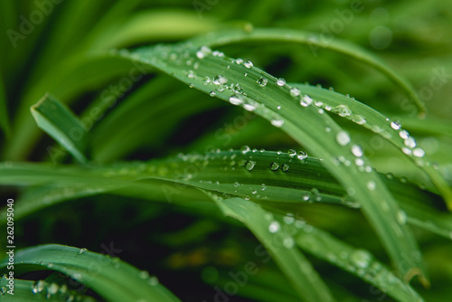 Wet Green Plant
