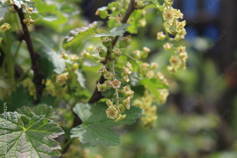 Ribes rubrum common Redcurrant in early green phase of flower fruit in spring Ribes rubrum common Redcurrant in early green phase of flower fruit in spring