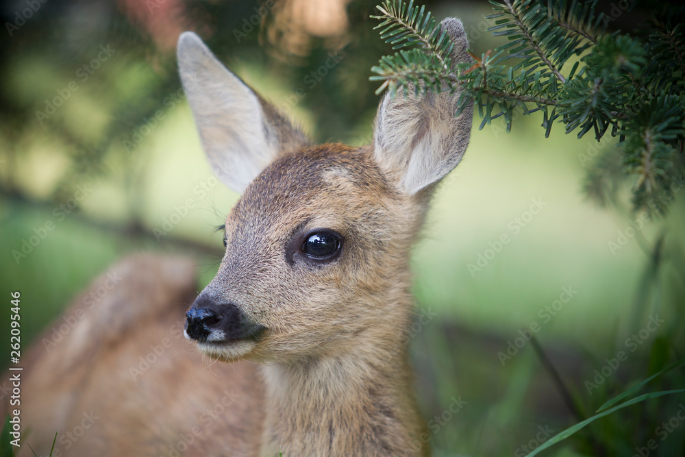 Fototapeta premium Rehkitz Flaschenaufzucht