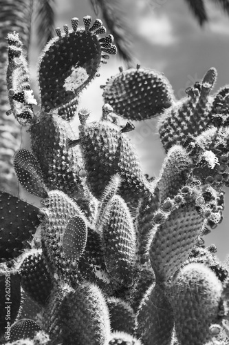 nature poster. cactus