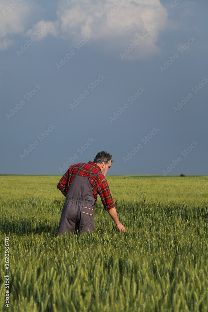 Agriculture, farmer examining wheat field using tablet