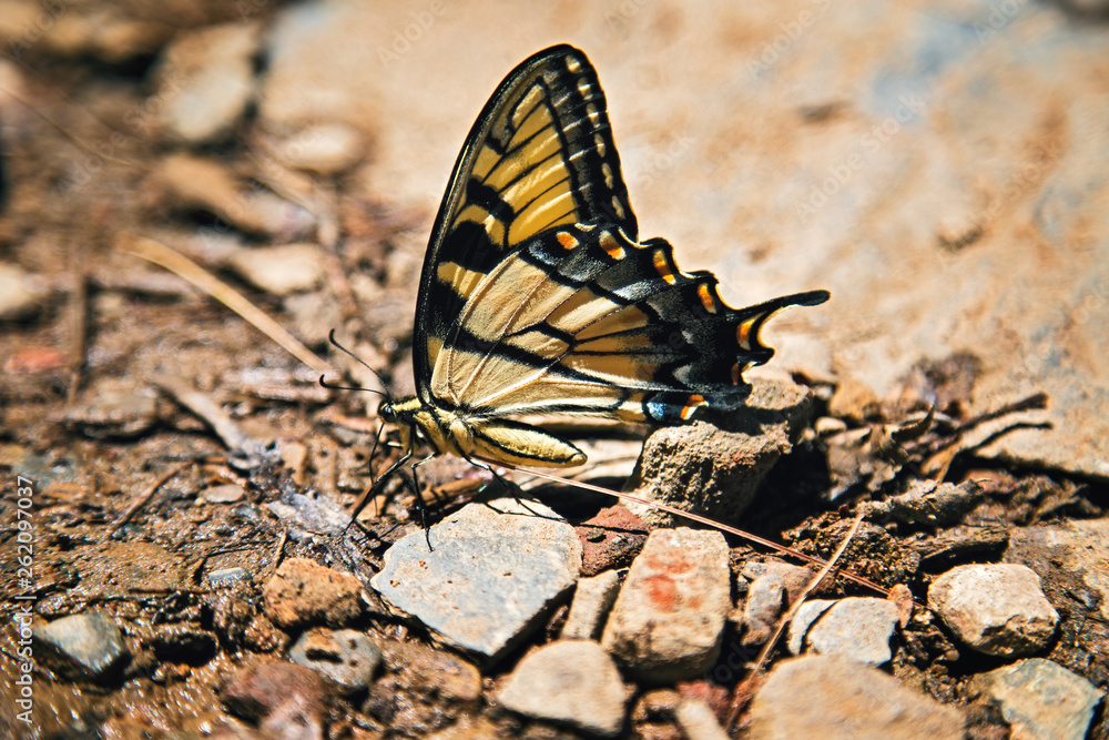 Fototapeta premium yellow butterfly