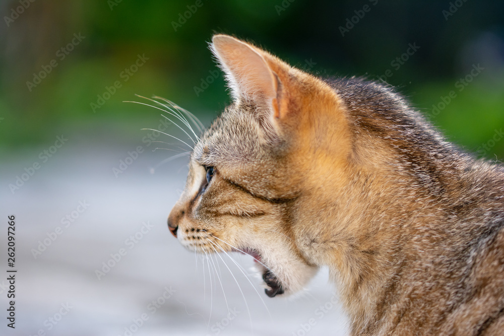 Gatto di profilo con bocca aperta. Stock Photo | Adobe Stock