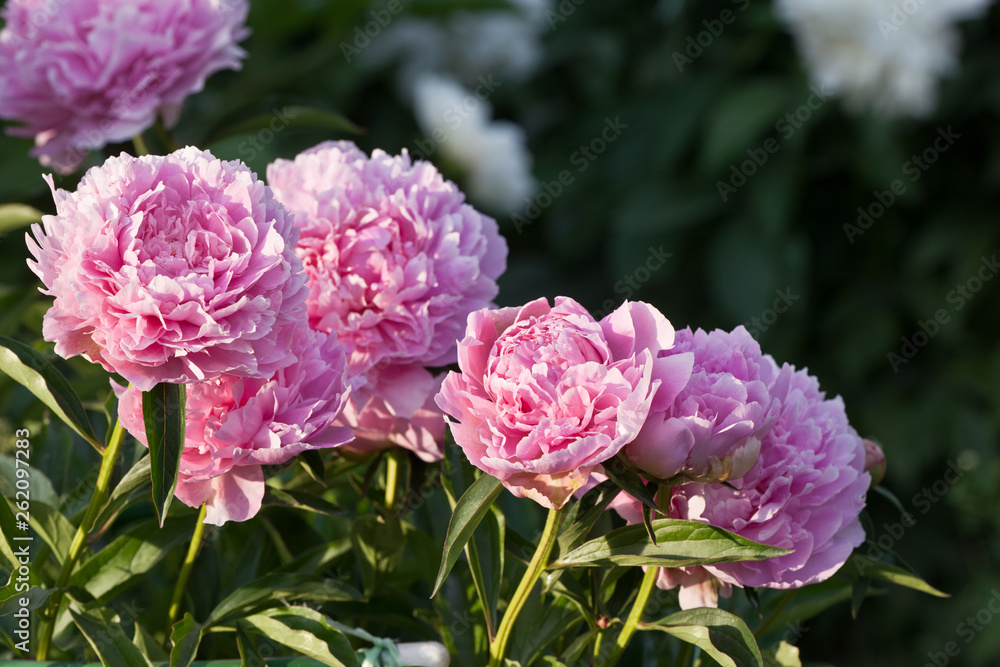 Shrub pink peonies in the garden