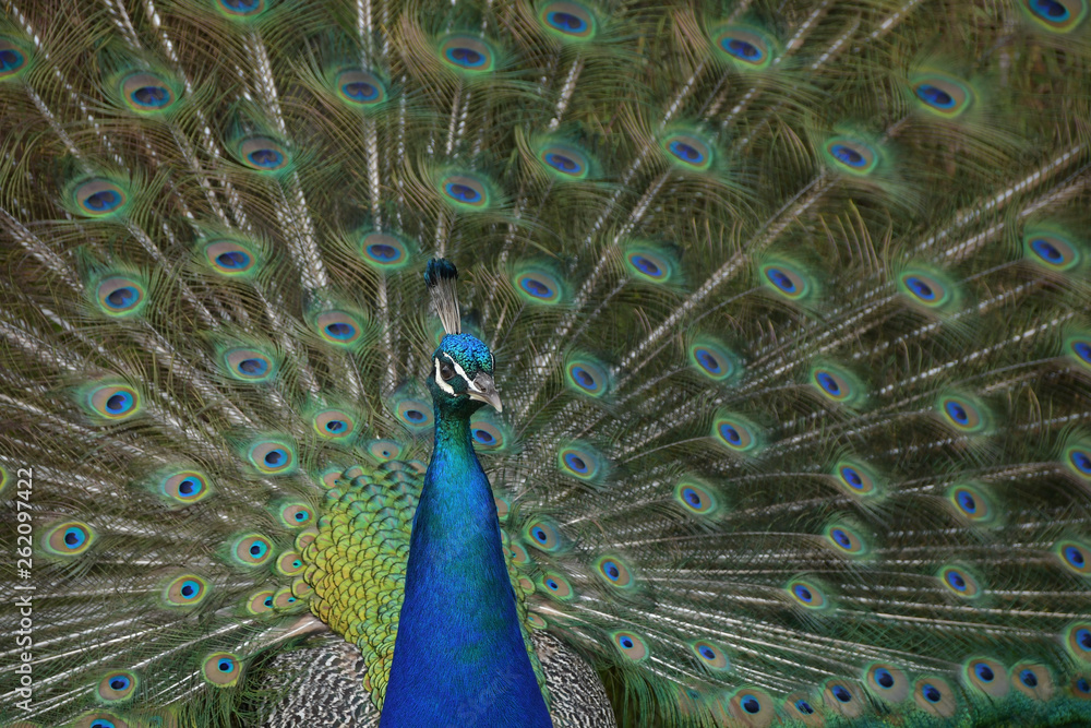 Obraz premium Blauer Pfau