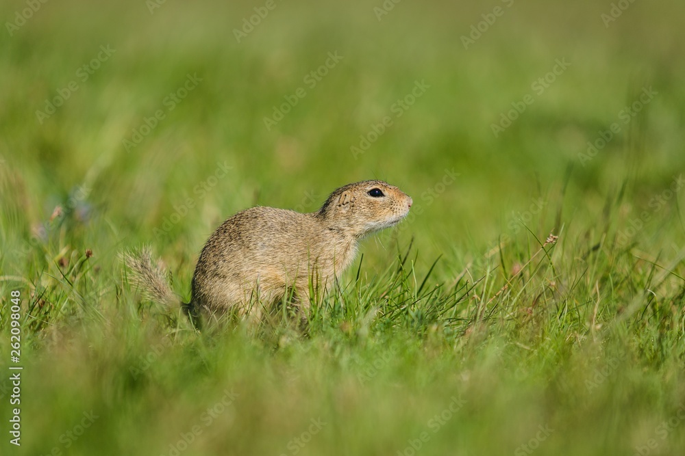 Small european brown ground squirrel sitting in green grass on a sunny spring day at a prairie, copy space, blurry background and foreground Small european brown ground squirrel sitting in green grass on a sunny spring day at a prairie, copy space, blurry background and foreground