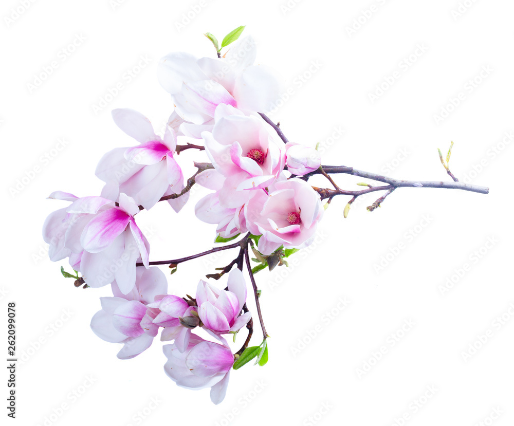 Magnolia flowers flat lay scene Magnolia flowers flat lay scene