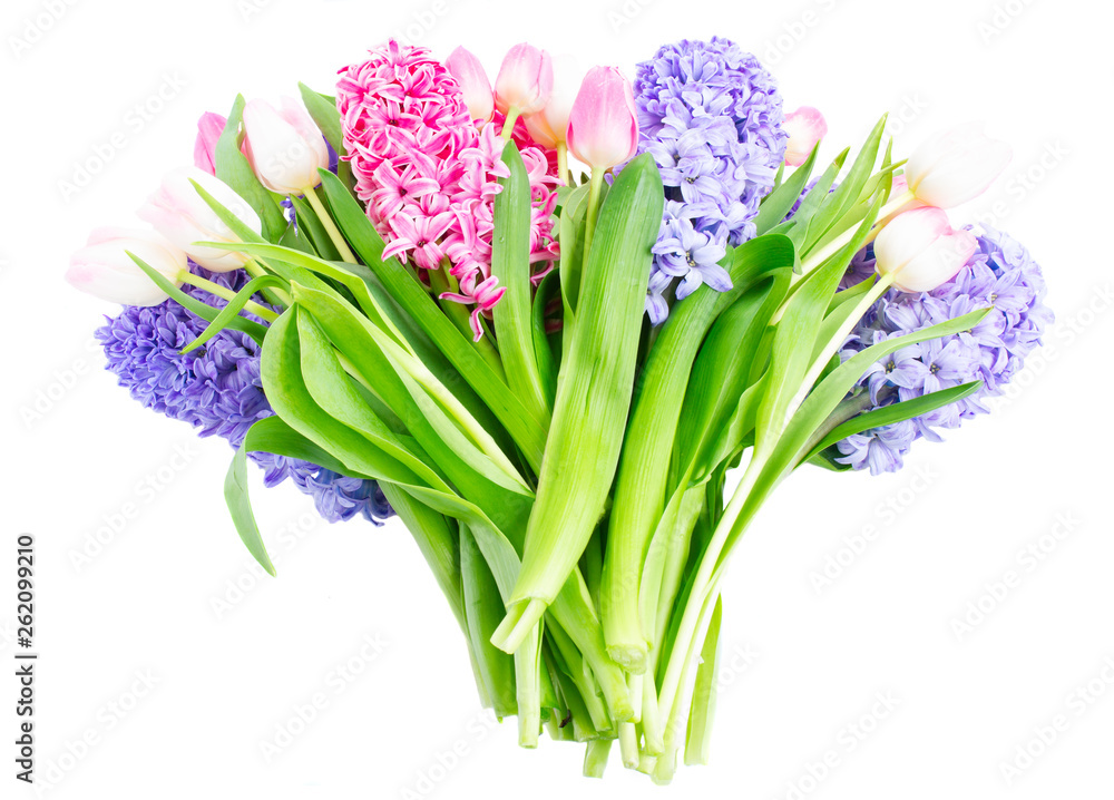 Naklejka premium Hyacinth fresh flowers